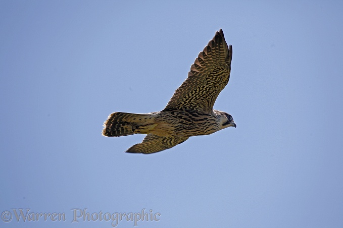 Peregrine Falcon (Falco peregrinus).  Worldwide