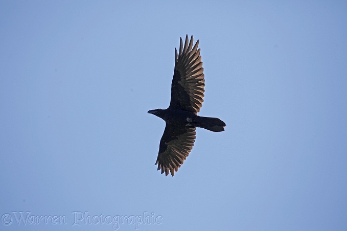 Eurasian Raven (Corvus corax).  Europe & Asia
