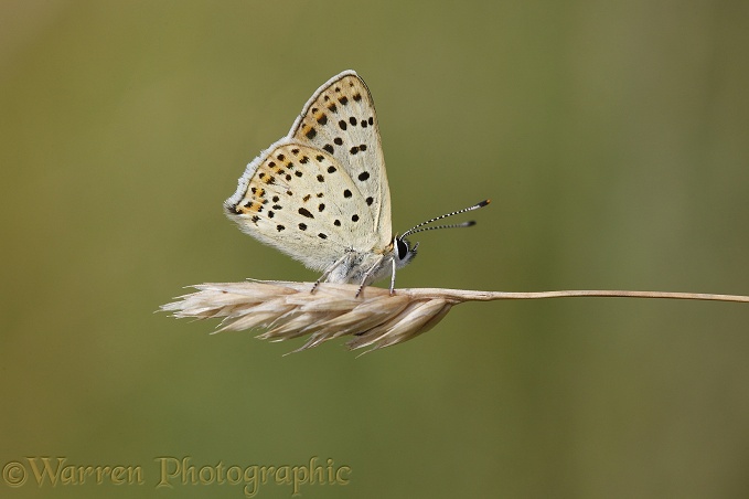 Sooty Copper butterfly (Lycaena tityrus)