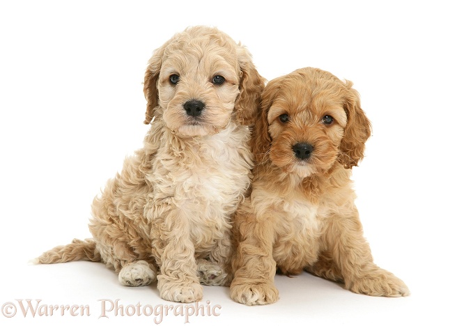 Two Cockapoo pups, white background