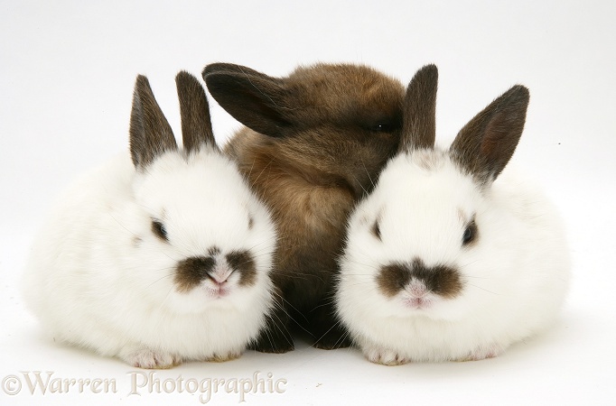 Three baby rabbits, white background
