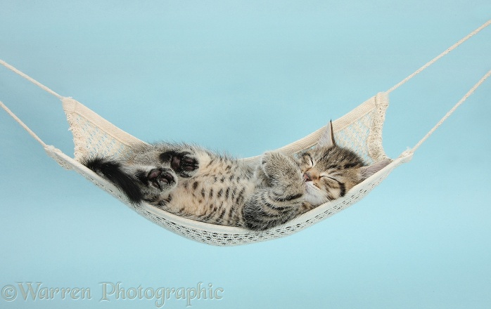 Cute tabby kitten, Stanley, 7 weeks old, sleeping in a hammock