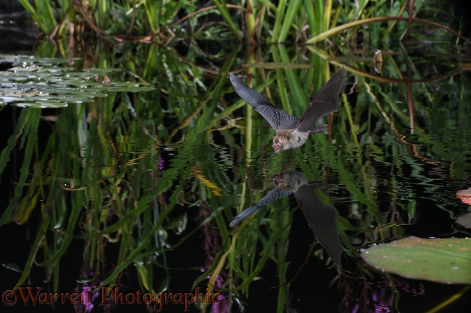 Natterer's Bat (Myotis nattereri) drinking in flight from a lily pond