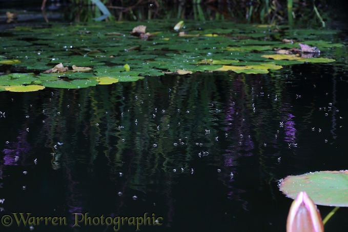 Lake Midges (Chironomus sp) emerging from the surface of a pond at night