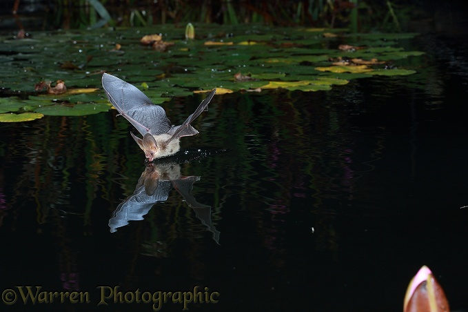 Brown Long-eared Bat (Plecotus auritus) drinking in flight from a lily pond