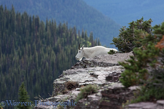 Rocky Mountain Goat (Oreamnos americanus) resting on a rocky ledge.  Western N. America