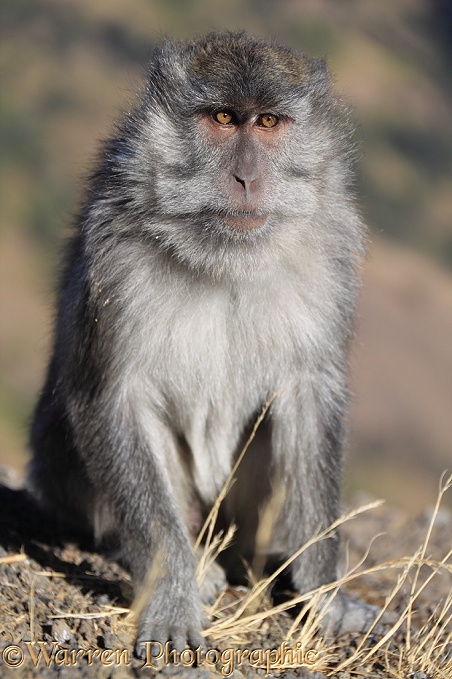 Long-tailed Macaque (Macaca fascicularis), at Rinjani.  South East Asia