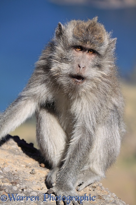 Long-tailed Macaque (Macaca fascicularis), at Rinjani.  South East Asia