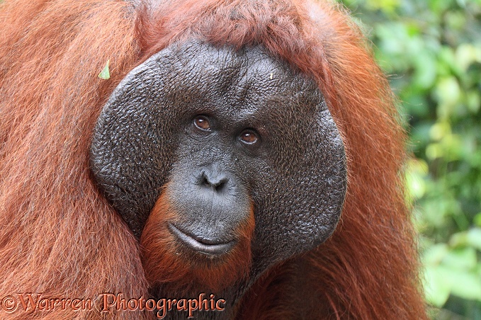 Orang Utan (Pongo pygmaeus) dominant male, portrait.  Borneo
