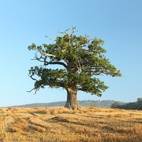 English Oak (Quercus robur) - Autumn (07-09-2012).  Surrey, England