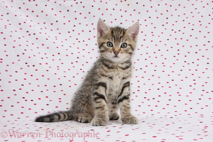 Cute tabby kitten, Stanley, 7 weeks old, on polka dot background