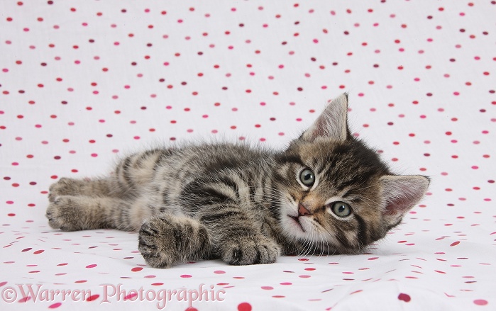 Cute tabby kitten, Fosset, 7 weeks old, on polka dot background