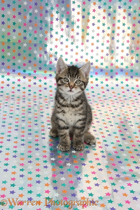 Cute tabby kitten, Fosset, 9 weeks old, sitting on starry background