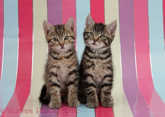 Cute tabby kittens, Stanley and Fosset, 9 weeks old, sitting on stripy background