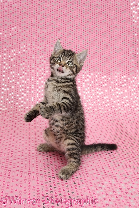 Cute tabby kitten, Fosset, 9 weeks old, reaching up on pink starry background and looking up