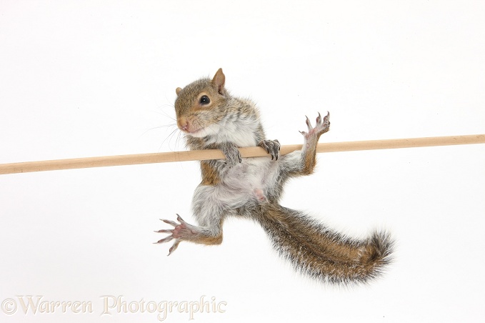 Young Grey Squirrel (Sciurus carolinensis), performing acrobatics, white background