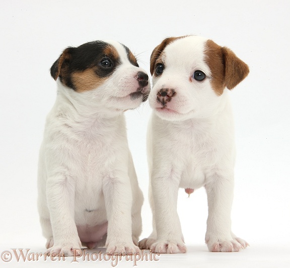 Two Jack Russell Terrier puppies, 4 weeks old, white background