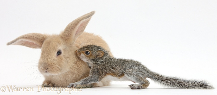Young Grey Squirrel and sandy rabbit, white background