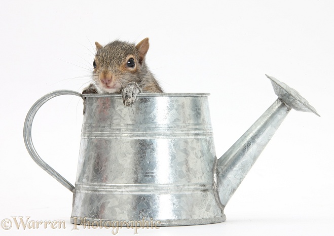 Young Grey Squirrel (Sciurus carolinensis) in a little metal watering can, white background