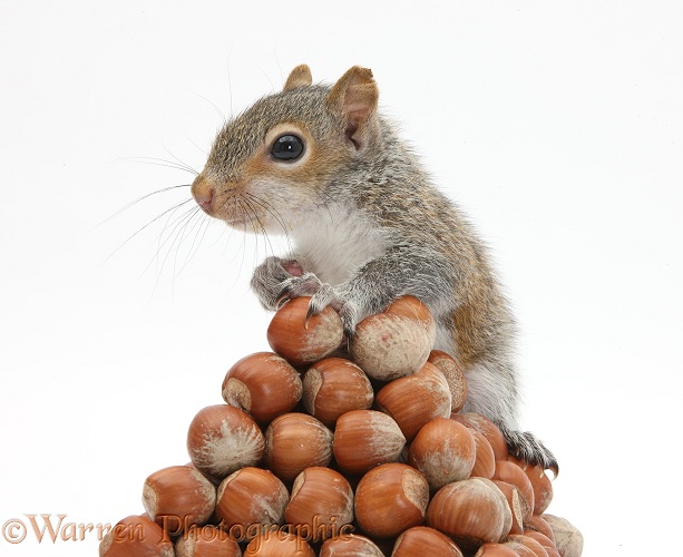 Young Grey Squirrel (Sciurus carolinensis) with pyramid of hazel nuts, white background