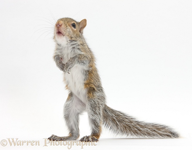 Young Grey Squirrel (Sciurus carolinensis) standing up, white background