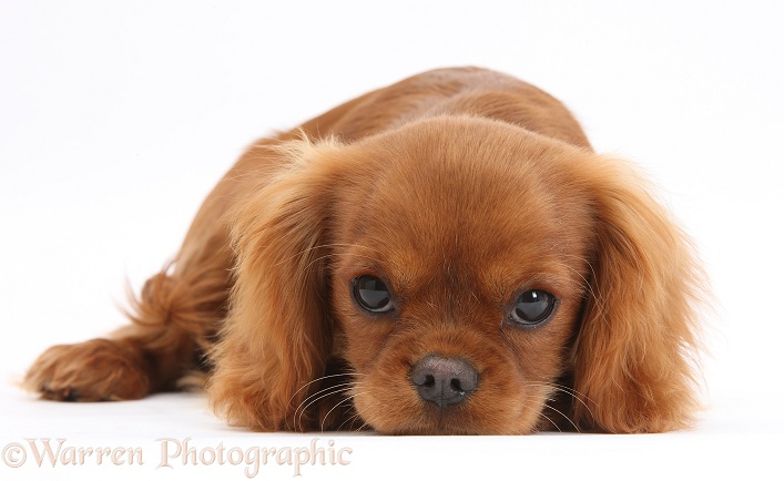 Ruby Cavalier King Charles Spaniel pup, Flame, 12 weeks old, with chin on the floor, white background
