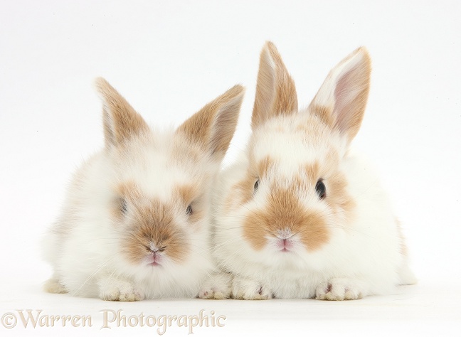 Two cute baby rabbits, white background
