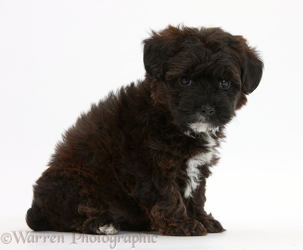 Black Yorkipoo pup, 6 weeks old, white background