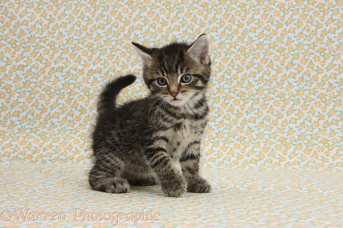 Cute tabby kitten, Fosset, 6 weeks old, on flowery background