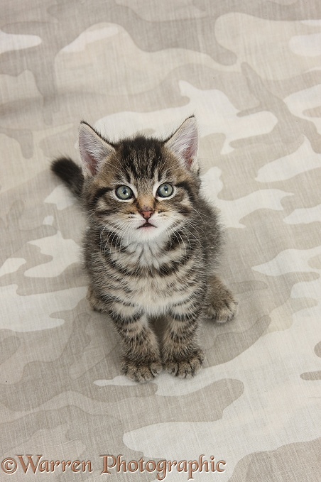 Cute tabby kitten, Fosset, 7 weeks old, sitting on khaki camouflage background and looking up