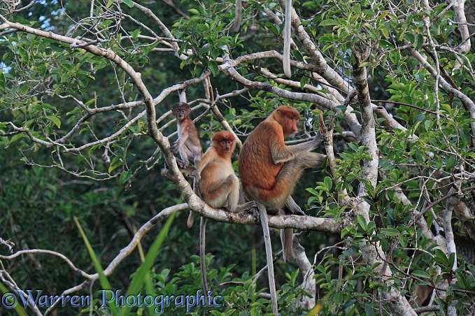 Mother and young Proboscis Monkeys (Nasalis larvatus) sitting on a branch.  Borneo