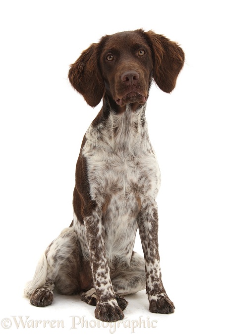 Munsterlander, Helena, 5 months old, sitting, white background