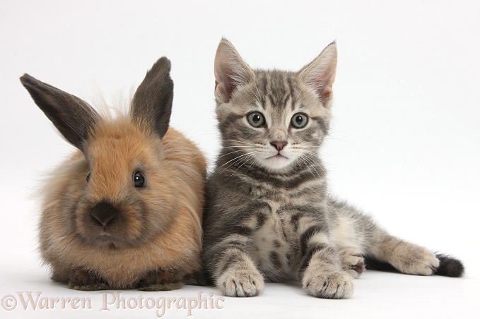 Tabby kitten, Max, 9 weeks old, with young Lionhead-cross rabbit, white background
