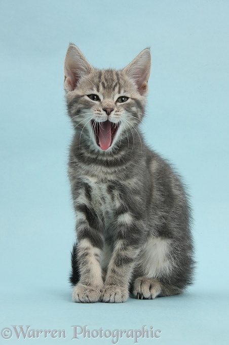 Tabby kitten, Max, 9 weeks old, yawning on blue background