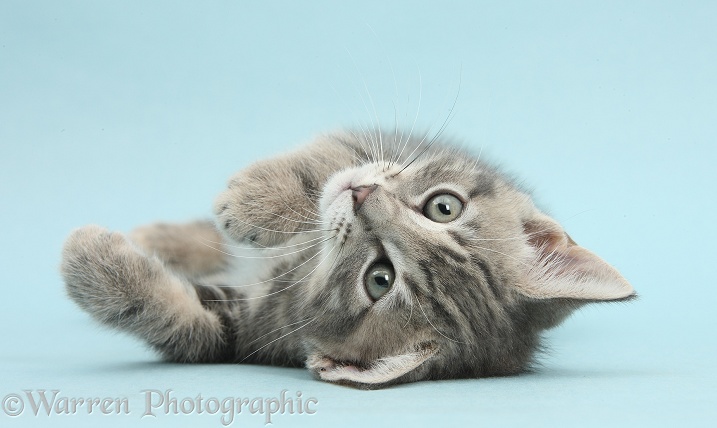 Tabby kitten, Max, 9 weeks old, rolling on his back on blue background