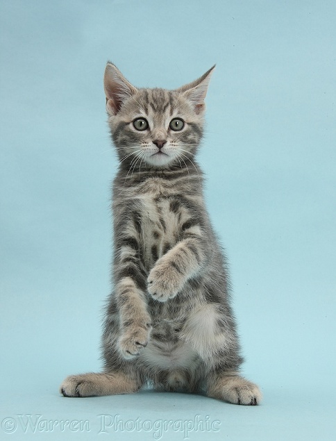 Tabby kitten, Max, 9 weeks old, standing up on haunches on blue background