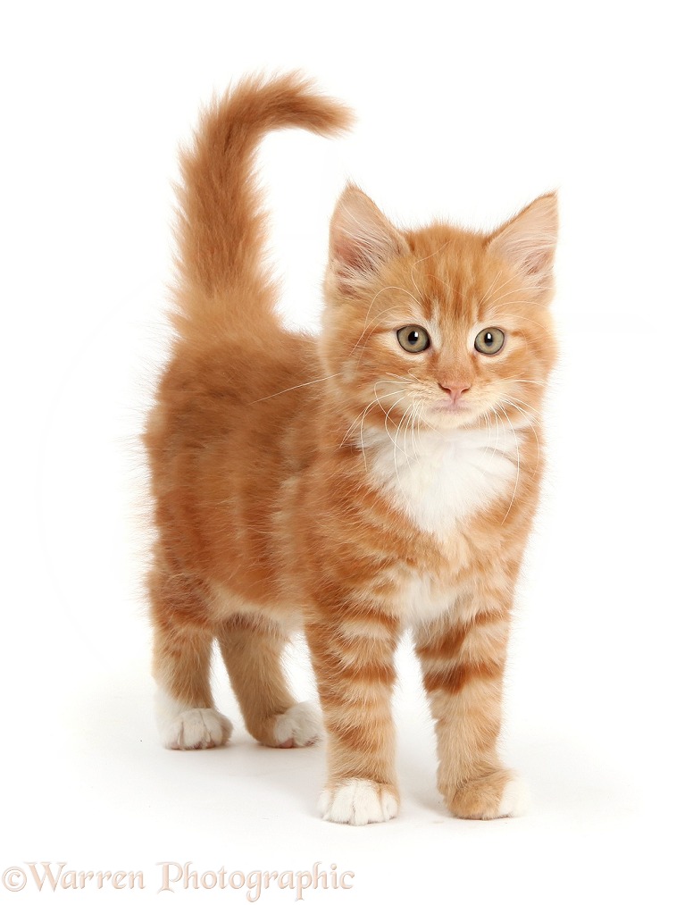 Ginger kitten, Butch, 9 weeks old, standing, white background