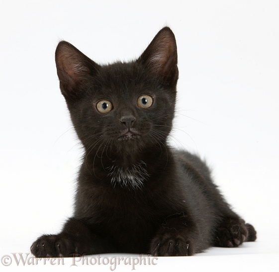 Black male kitten, Buxie, 9 weeks old, white background