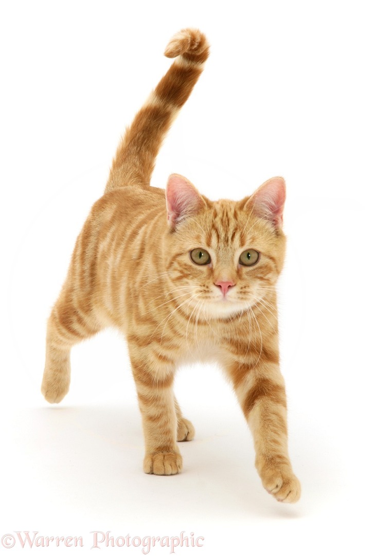 Young red tabby cat, Benedict, 7 months old, walking, white background