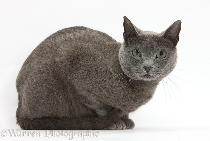 Russian Blue female cat with green eyes, white background