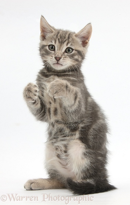 Tabby kitten, Max, 9 weeks old, standing up with raised paws, white background