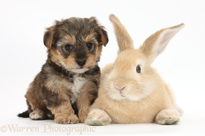 Yorkipoo pup, 6 weeks old, with sandy rabbit, white background