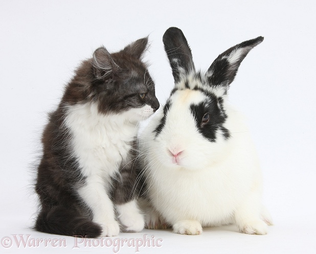 Fluffy dark silver-and-white kitten, 9 weeks old, with black-and-white rabbit, Bandit, white background