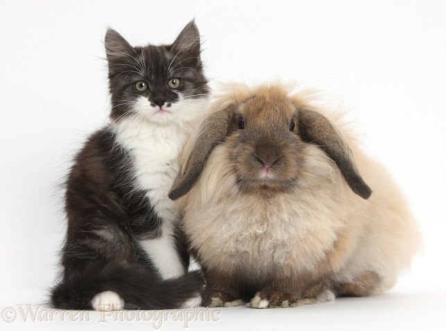 Fluffy dark silver-and-white kitten, 9 weeks old, and Lionhead Lop rabbit, white background