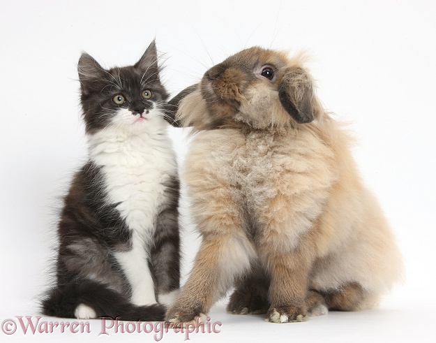 Fluffy dark silver-and-white kitten, 9 weeks old, and Lionhead Lop rabbit, white background