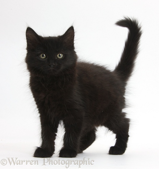 Fluffy black kitten, 9 weeks old, standing with tail erect, white background
