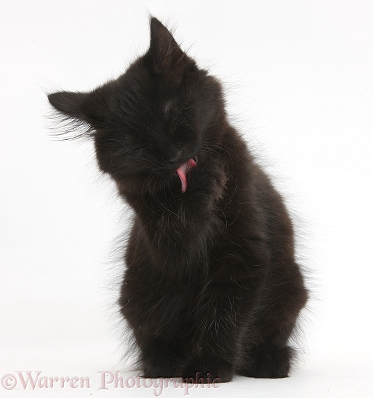 Fluffy black kitten, 9 weeks old, licking a paw, white background