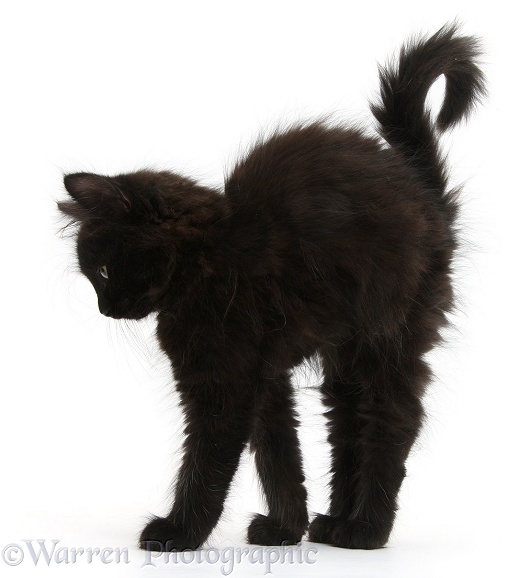 Fluffy black kitten, 9 weeks old, stretching with arched back like a witch's cat, white background