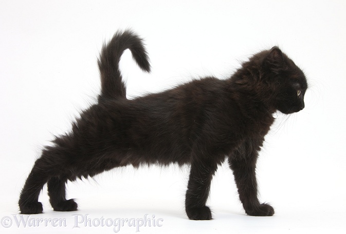 Fluffy black kitten, 9 weeks old, stretching, white background