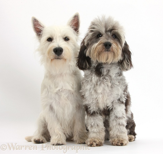 Fluffy black-and-grey Daxie-doodle, Pebbles, with West Highland White Terrier bitch, Milly, white background